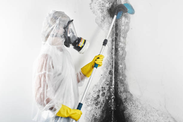 Best Basement Mold Removal  in Hesston, KS