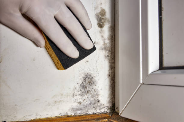 Best Mold Documentation for Insurance Claims  in Hesston, KS